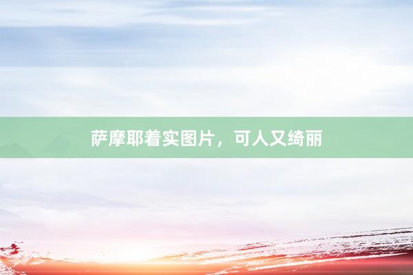 萨摩耶着实图片，可人又绮丽